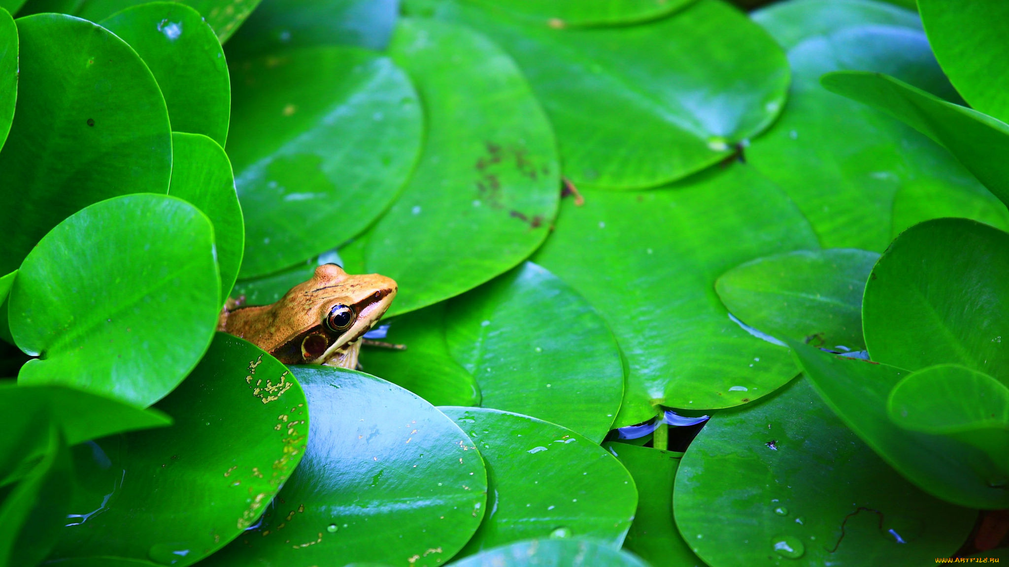, , frog, flower, , 